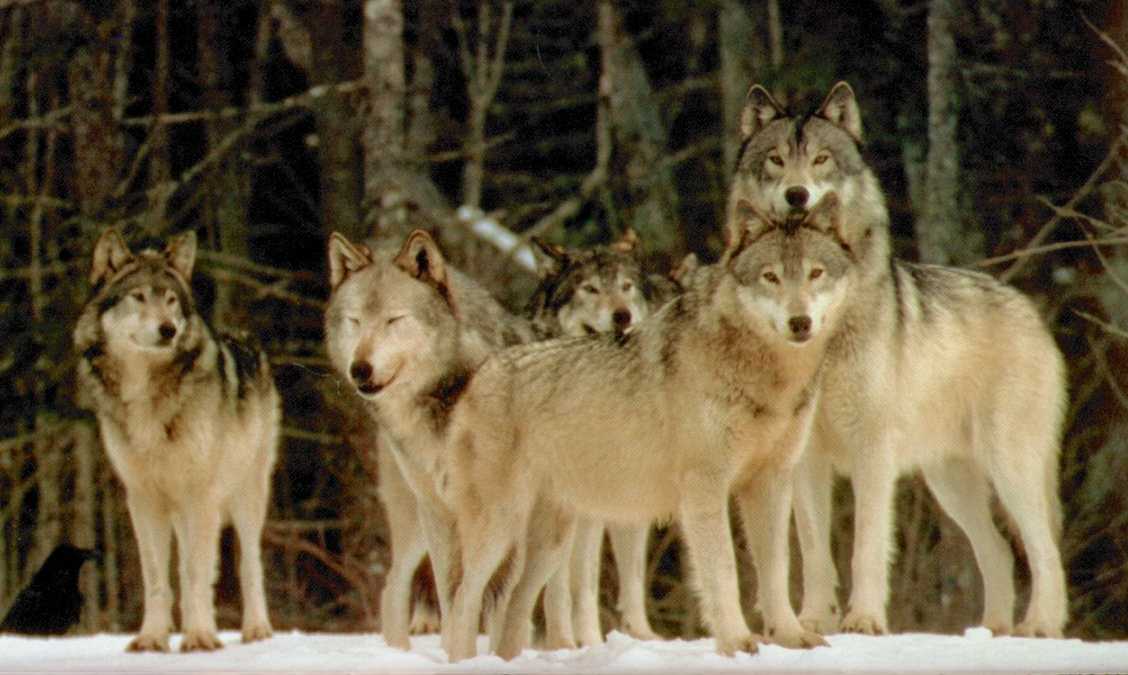 wolf pack fighting